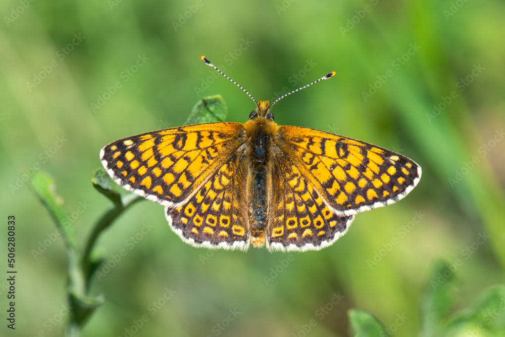 butterfly on a flower butterfly on a flower