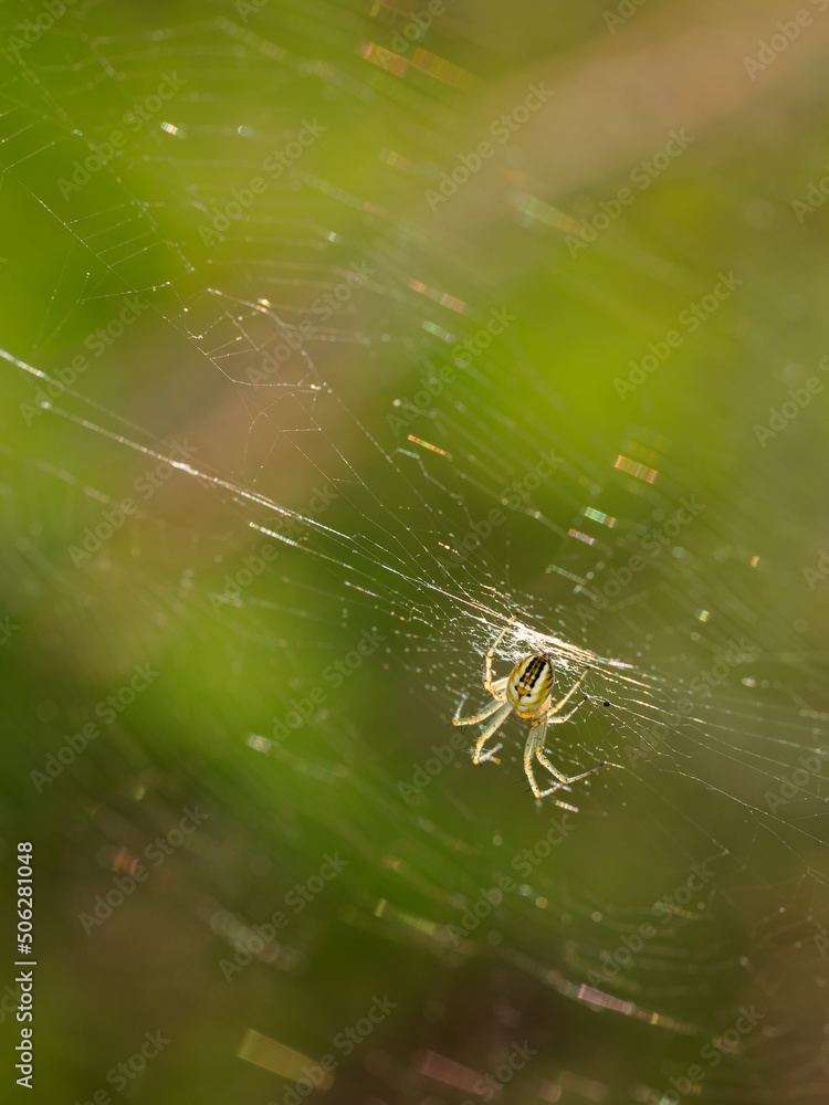 Spider in its natural environment. Spider in its natural environment.