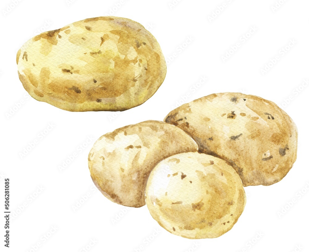 Set of potatoes isolated on white background. Food illustration. Set of potatoes isolated on white background. Food illustration.