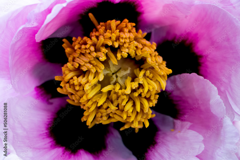 Blooming pink tree peony. Selective focus. Blooming pink tree peony. Selective focus.