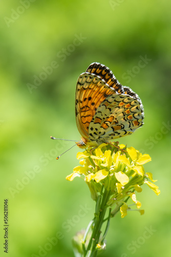 butterfly on flower © Yasin