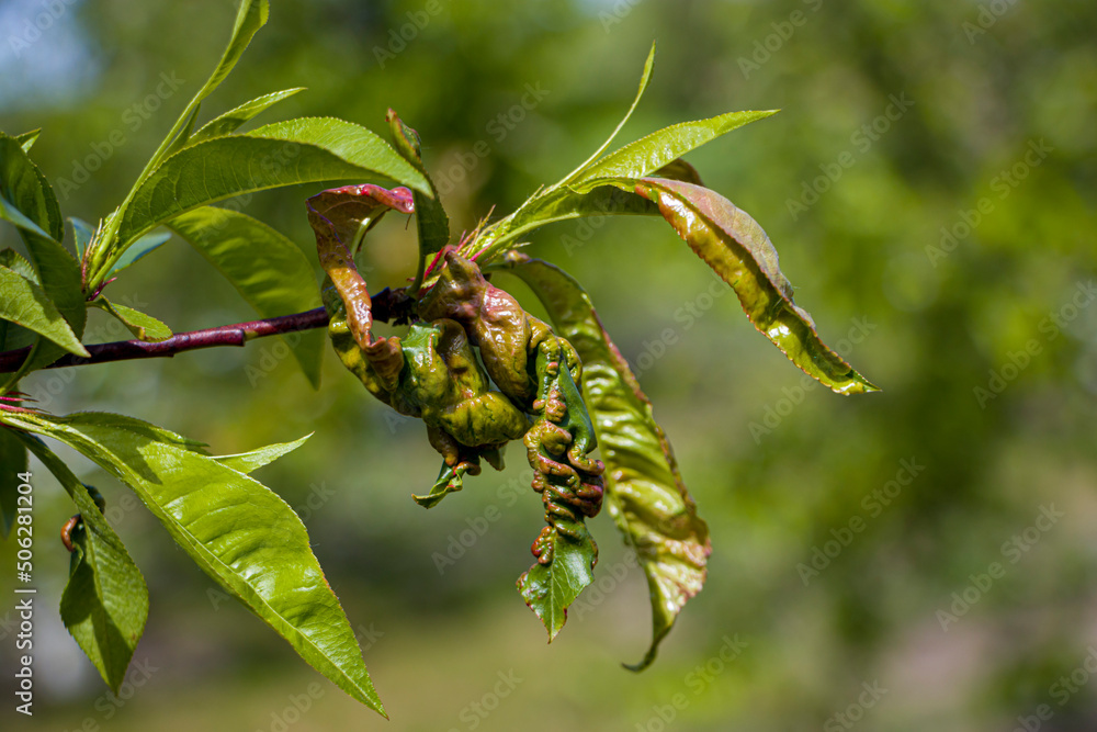 Fototapeta premium Curly peach tree leaves. Diseased peach tree leaves. selective focus
