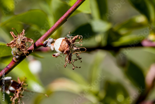 Green fruits of peach. Fruit ripening. 