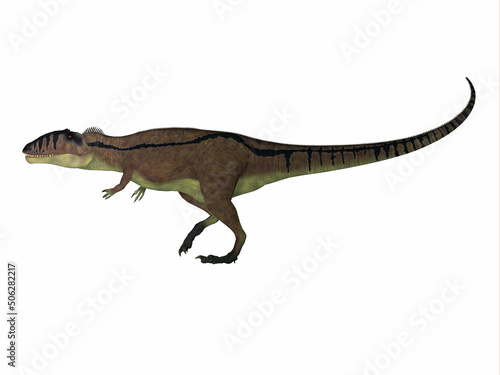 Carcharodontosaurus Cretaceous Dinosaur - Carcharodontosaurus was a predatory theropod dinosaur in the Sahara, Africa during the Cretaceous Period. © Catmando