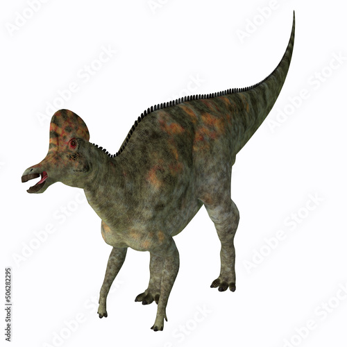 Corythosaurus Hadrosaur Dinosaur - Corythosaurus was a duck-billed Hadrosaur dinosaur that lived in North America during the Cretaceous Period.