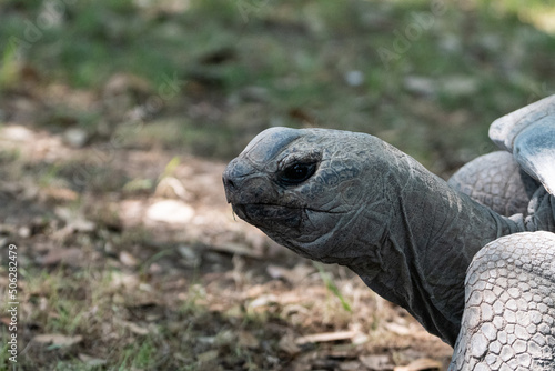 Closeup profile of a Galapagos Tortoise walking through a field