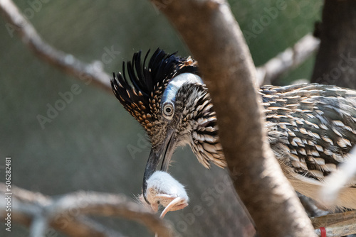 Greater Roadrunner holding a white mouse in its large beak