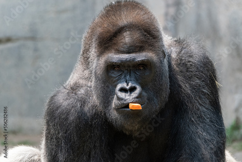 Gorilla staring at the camera as it chews on a carrot © Stretch Clendennen