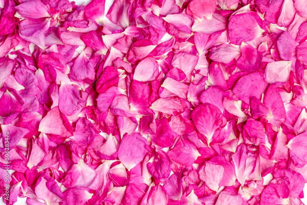 Pink rose petals. Floral background. Ingredients for natural cosmetics. Top view, soft focus