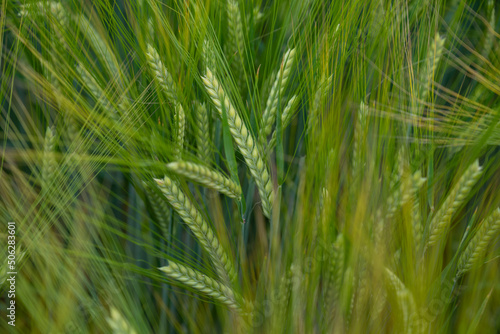 blé vert, dans un champs photo