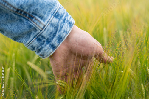 main dans les blés verts