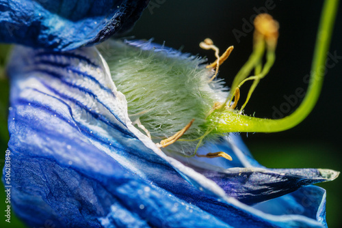 Blue sepals and green stamm of a lupinus photo