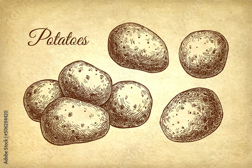 Potatoes set ink sketch.