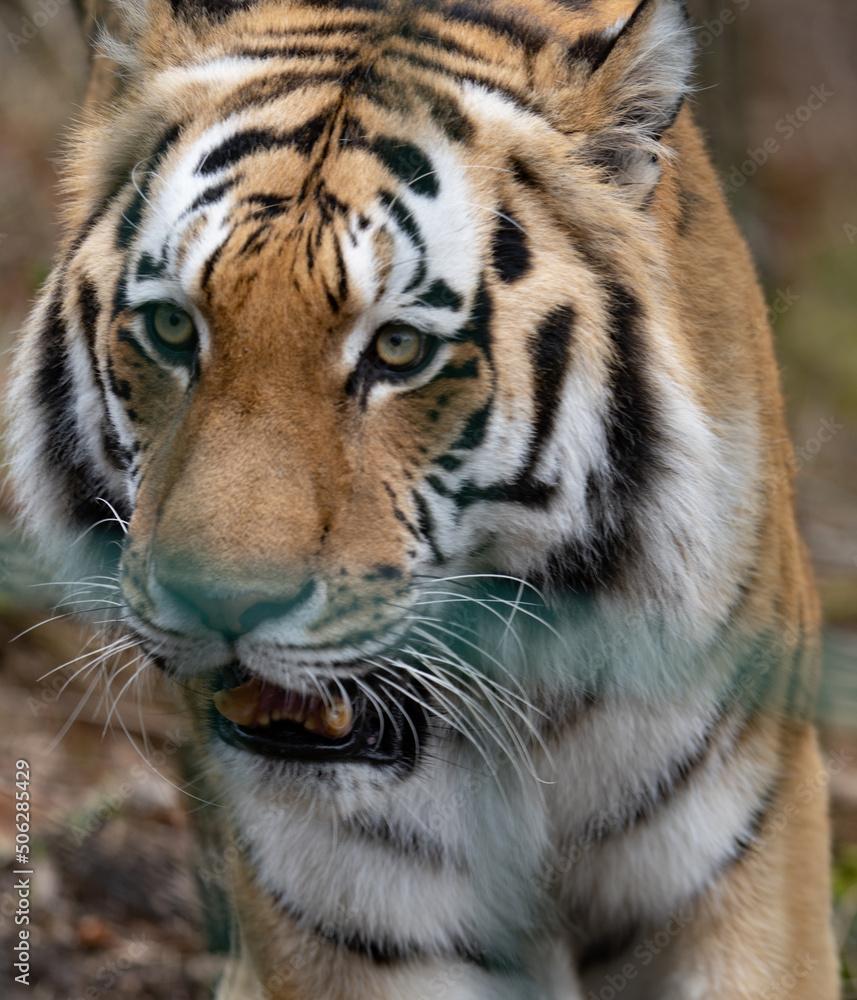 Naklejka premium The Siberian tiger or Amur tiger is a population of the tiger subspecies Panthera tigris tigris