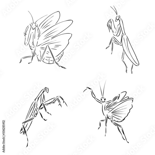 Vector antique engraving drawing illustration of praying mantis or stick mantis isolated on white background