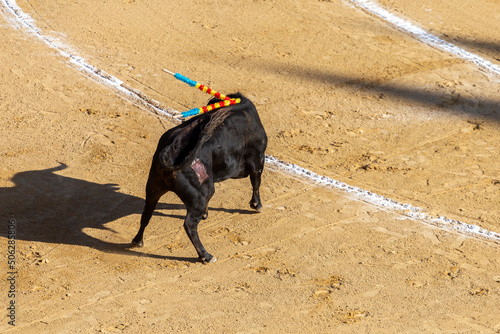 Raging bull in the Plaza de Toros de Valencia