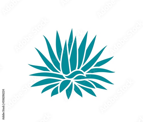 Blue agave.  Isolated agave on white background
