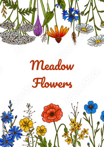 Wildflowers botany design. Colorful hand drawn vector illustration. Summer background