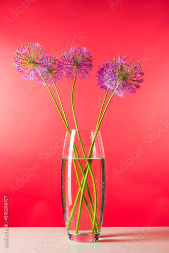 a bouquet of beautiful decorative onions allium gigantium on bright colored backgrounds close-up photo