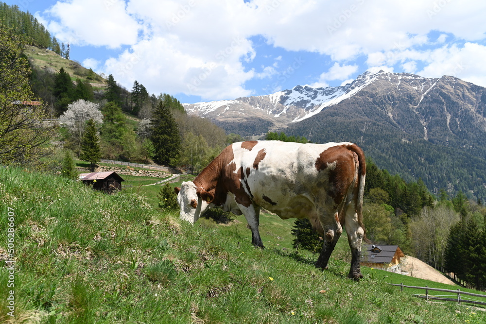 mucca alta montagna latte 