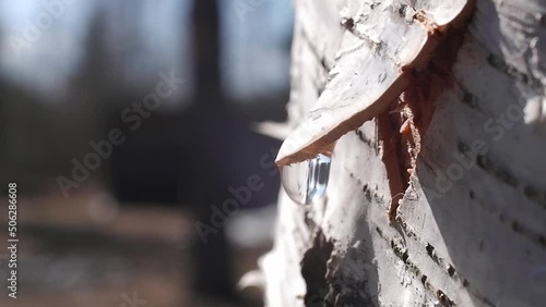 Close-up of slowly dripping birch sap. Collecting birch sap in the forest in spring. A drop of birch sap in the rays of the sun.