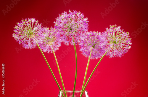 a bouquet of beautiful decorative onions allium gigantium on bright colored backgrounds close-up photo