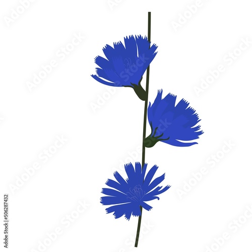 Chicory vector stock illustration. Blue flowers on a green stem. Plant. Isolated on a white background.