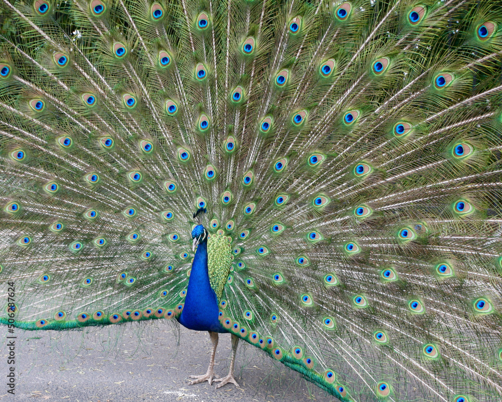 Obraz premium peacock with feathers
