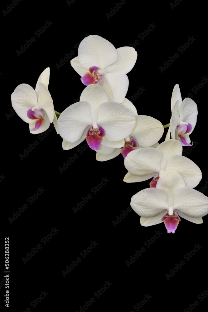 orchidée orchidée
