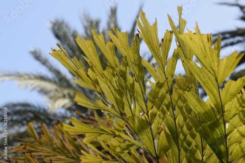 Foliage of Albert palm (Caryota rumphiana) photo