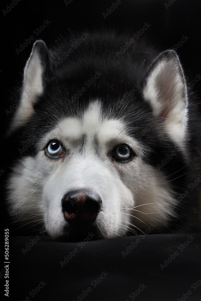 Studio art portrait beautiful husky dog with blue eyes. Studio art portrait beautiful husky dog with blue eyes.