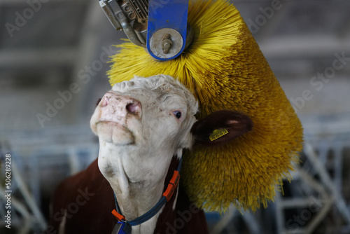 cows brushing at the farm, cow farm equipment photo