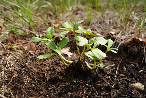 Sunflower sprouts growing out of the ground 