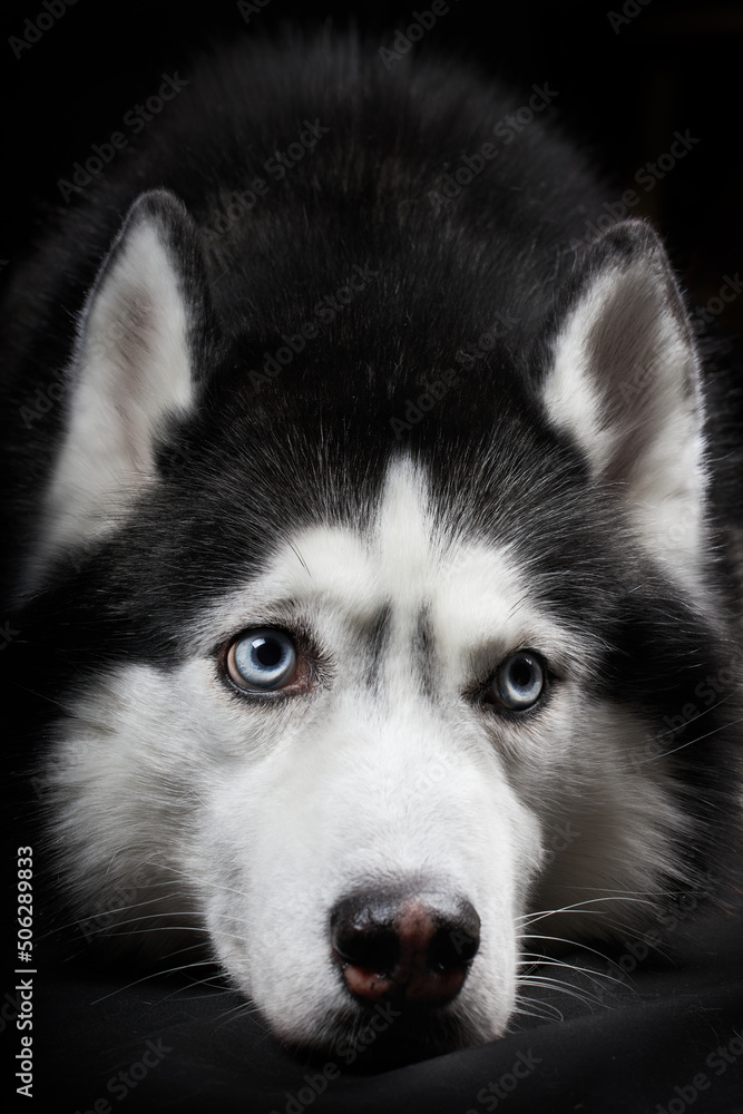 Studio portrait beautiful husky dog with blue eyes.