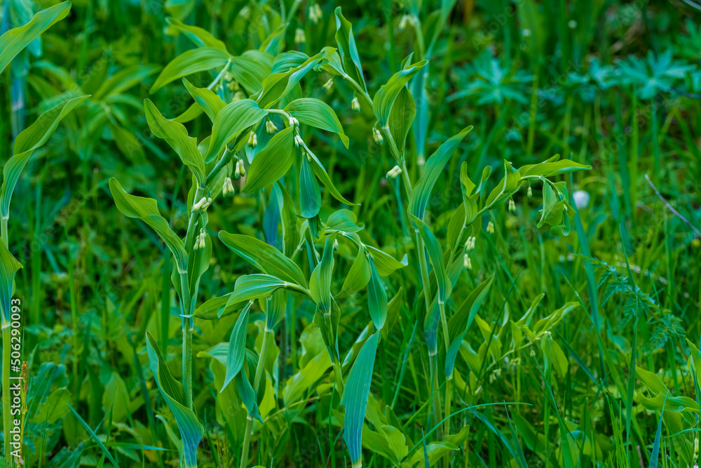 green grass background green grass background