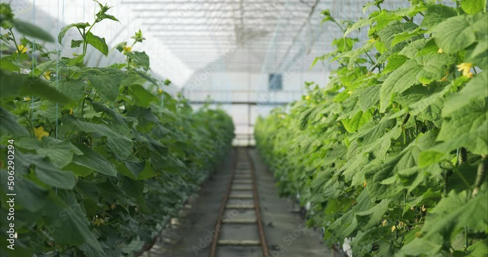 Rows of a green cucumber plants grown in a greenhouse. Rows of a green cucumber plants grown in a greenhouse.