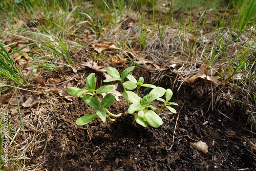 Sunflower sprouts growing out of the ground  © Aaron