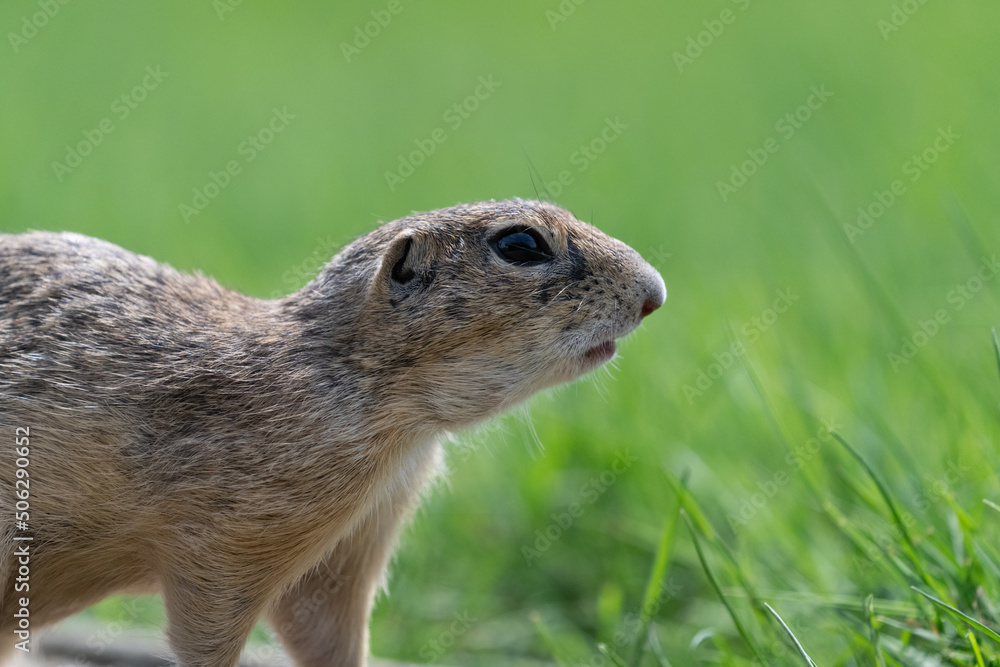 The European ground squirrel (Spermophilus citellus)
The European ground squirrel (Spermophilus citellus)