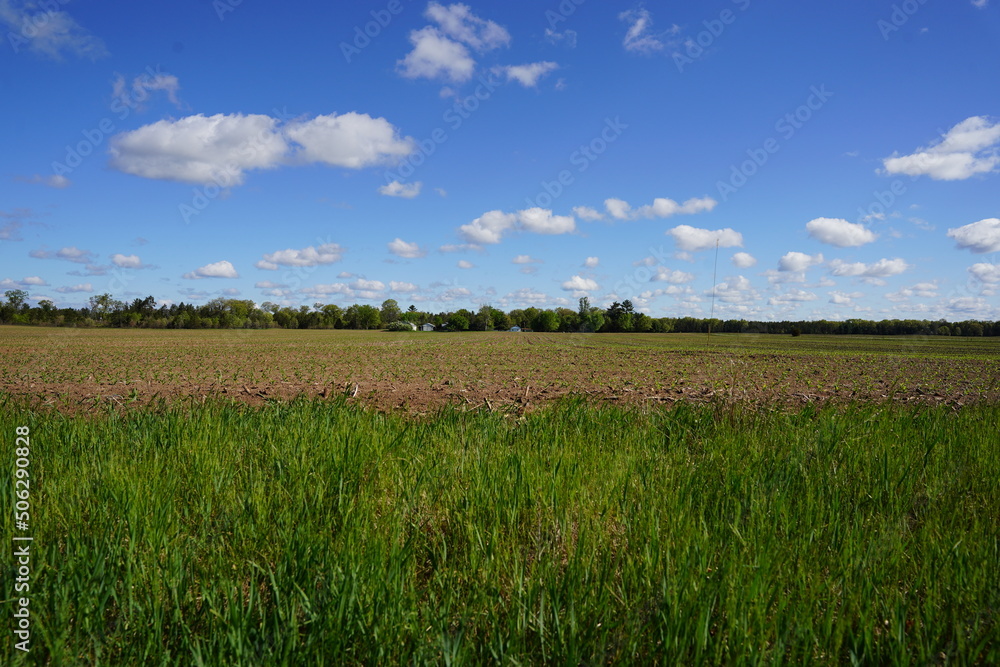 Corn crop sprouts growing on an open farm field Corn crop sprouts growing on an open farm field