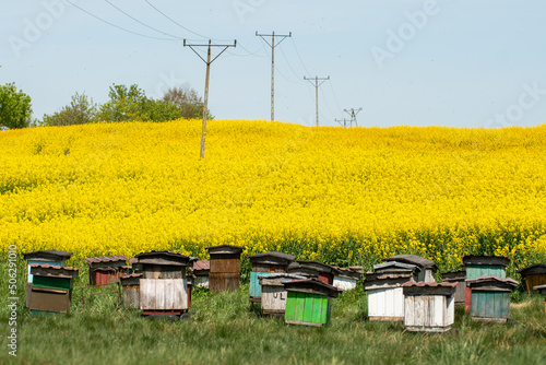 bee hive near the rape field in spring