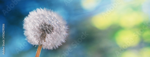 Dandelion, Taraxacum officinale, in the rays of the spring sun against the forest, close-up, background, banner with space for text