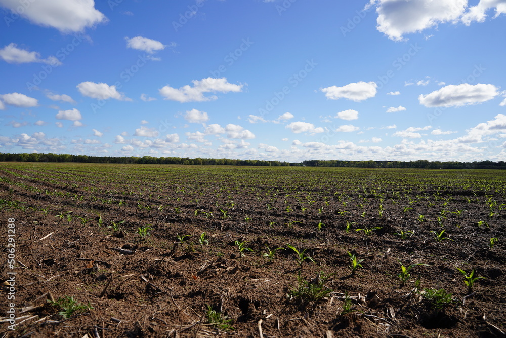 Corn crop sprouts growing on an open farm field