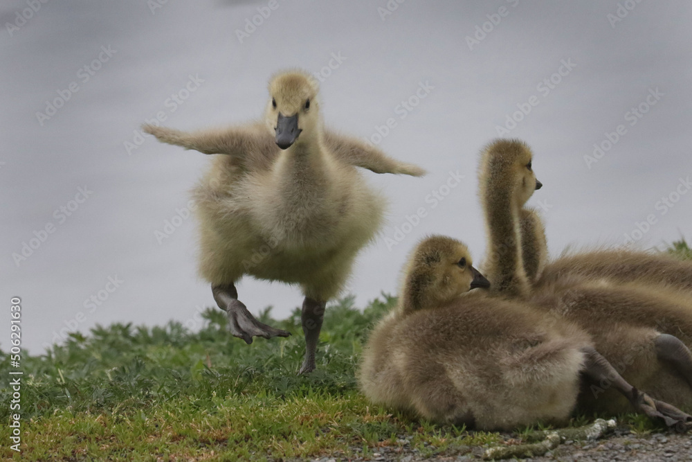 Baby Canada geese on lawn and plopping into river
Baby Canada geese on lawn and plopping into river