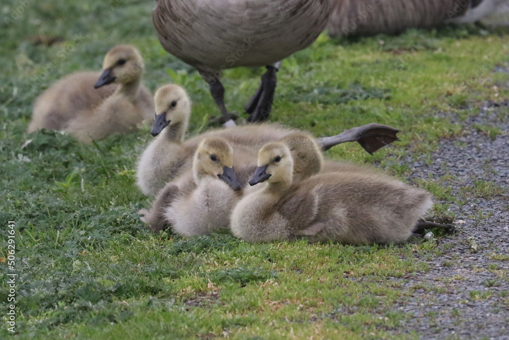 Baby Canada geese on lawn and plopping into river
Baby Canada geese on lawn and plopping into river