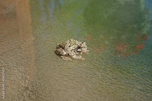 фотографія Cope's Gray tree frog was found outside sitting around.