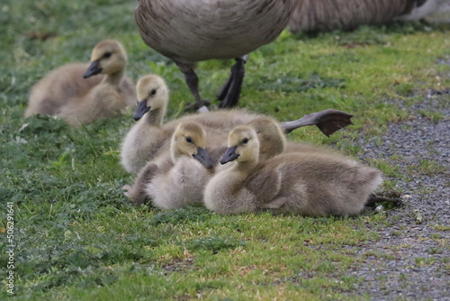 Baby Canada geese on lawn and plopping into river  © Janet