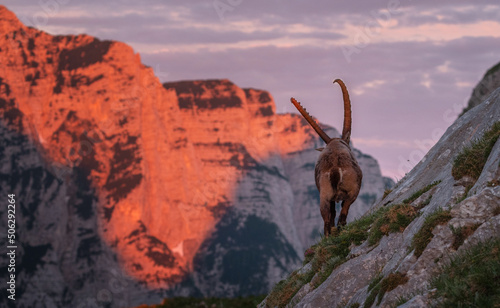 Alpine ibex in the mountains in the morning