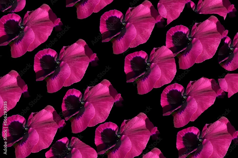 fleurs colorées fleurs colorées