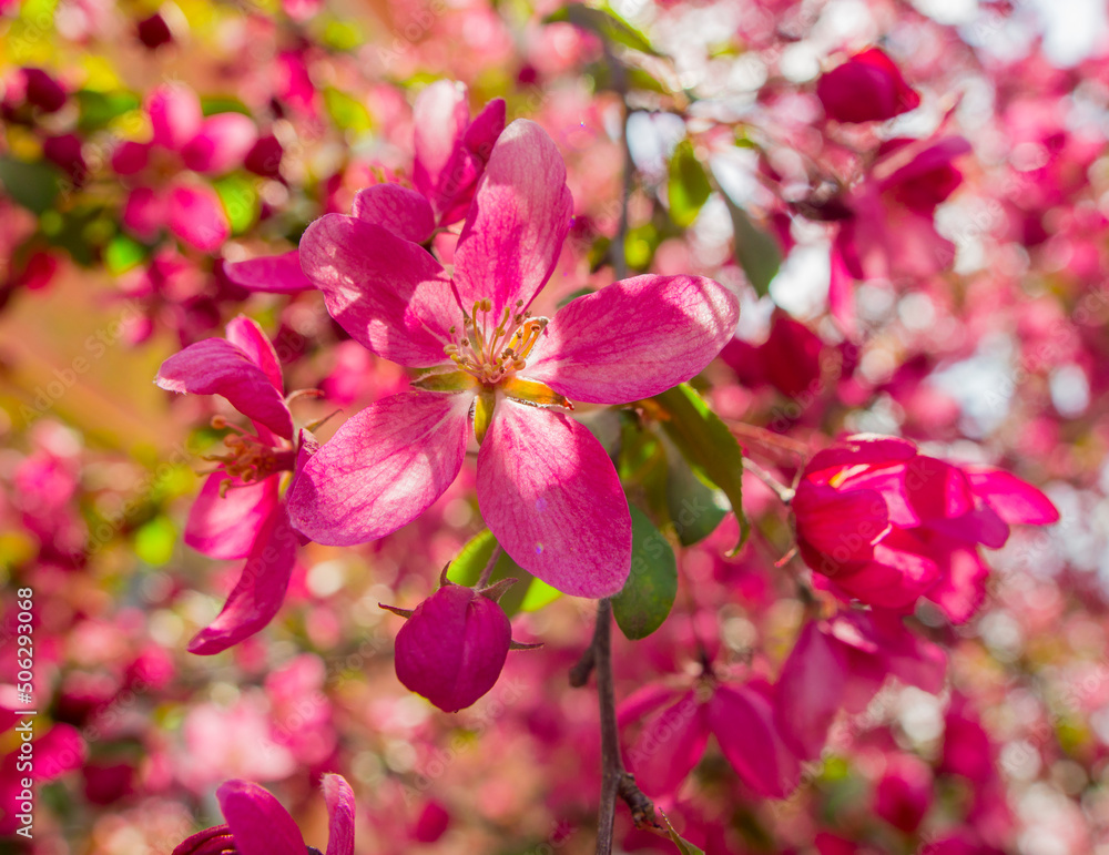 pink flowers of apple tree wonderful malus spektrablis macro pink flowers of apple tree wonderful malus spektrablis macro
