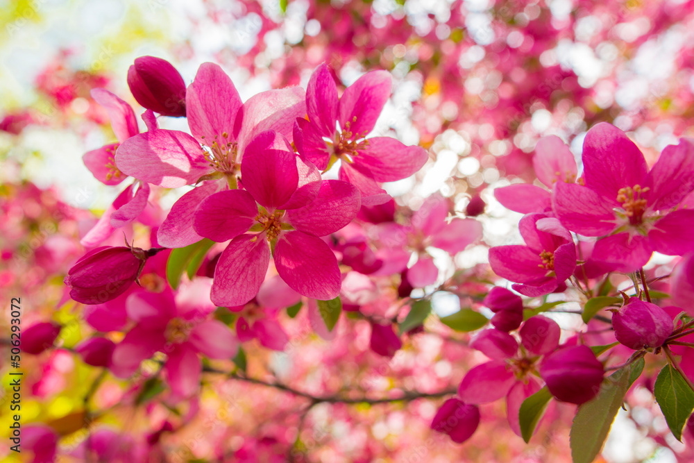 pink flowers of apple tree wonderful malus spektrablis macro